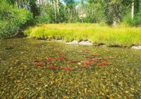 Horsefly River Roundtable