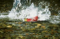 Horsefly River Roundtable