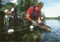 Horsefly River Roundtable